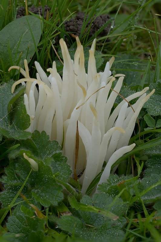Clavaria fragilis